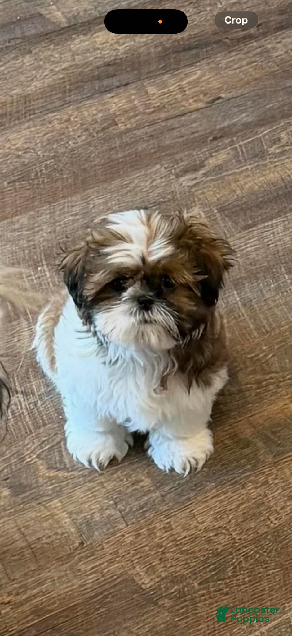 Shih Tzu dogs Waylon - Ad 32