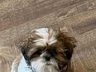 Shih Tzu dogs Waylon - Ad 32
