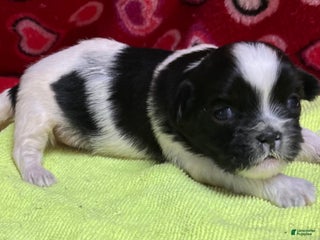 Shih Tzu dogs Hayden - Ad 15