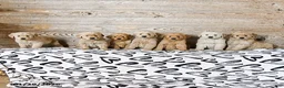 Golden Retriever dogs for sale: Lucky - Ad 5