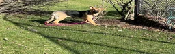 German Shepherd dogs for sale: Ebony - Ad 13