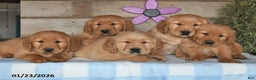 Golden Retriever dogs for sale: Prince - Ad 3