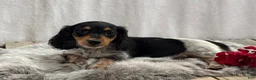 Miniature Dachshund dogs for sale: Oreo - Ad 3