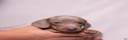 Miniature Dachshund dogs for sale: Rollo - Ad 7