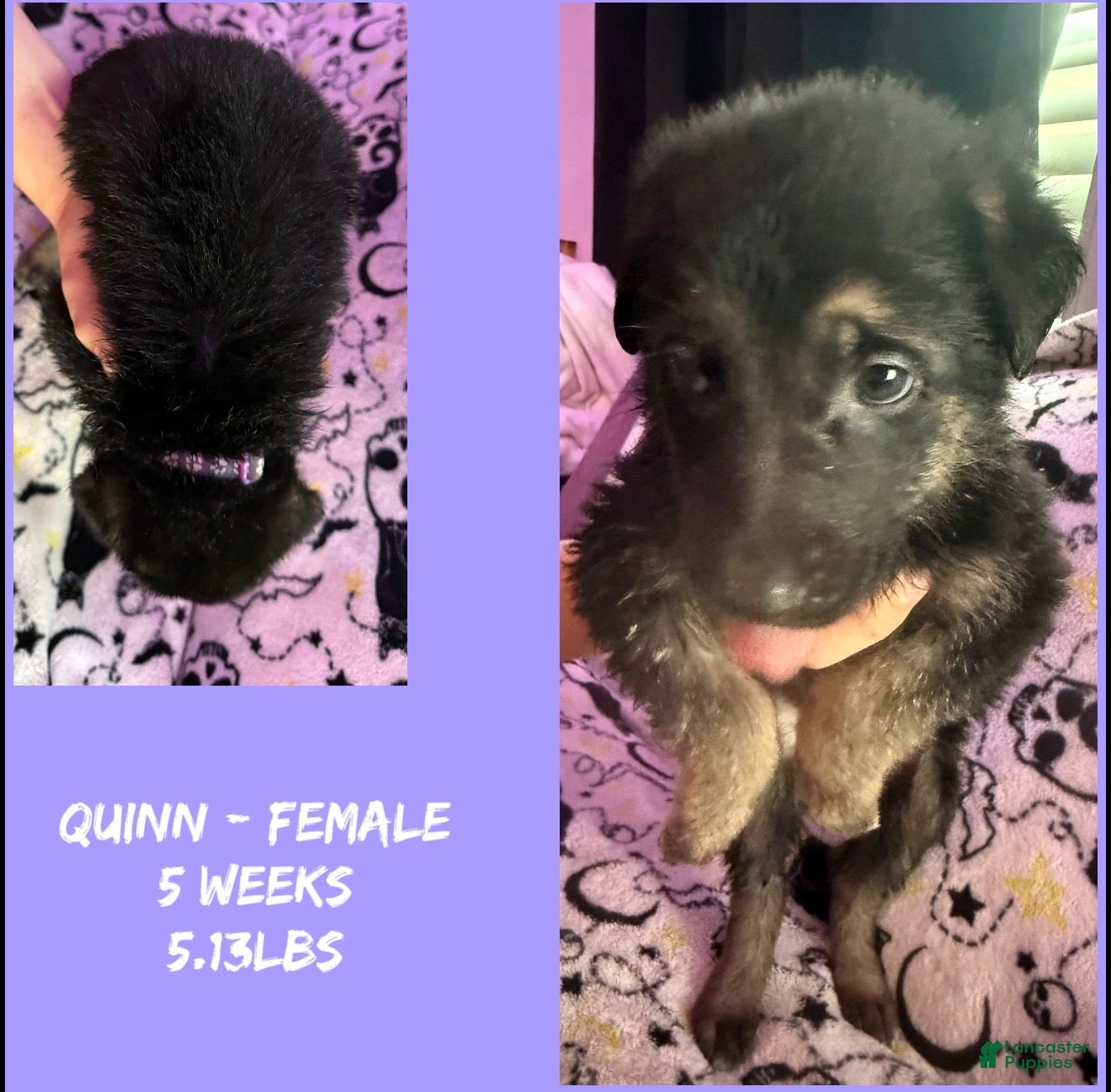 German Shepherd dogs German Shepherd 11 - Ad 1