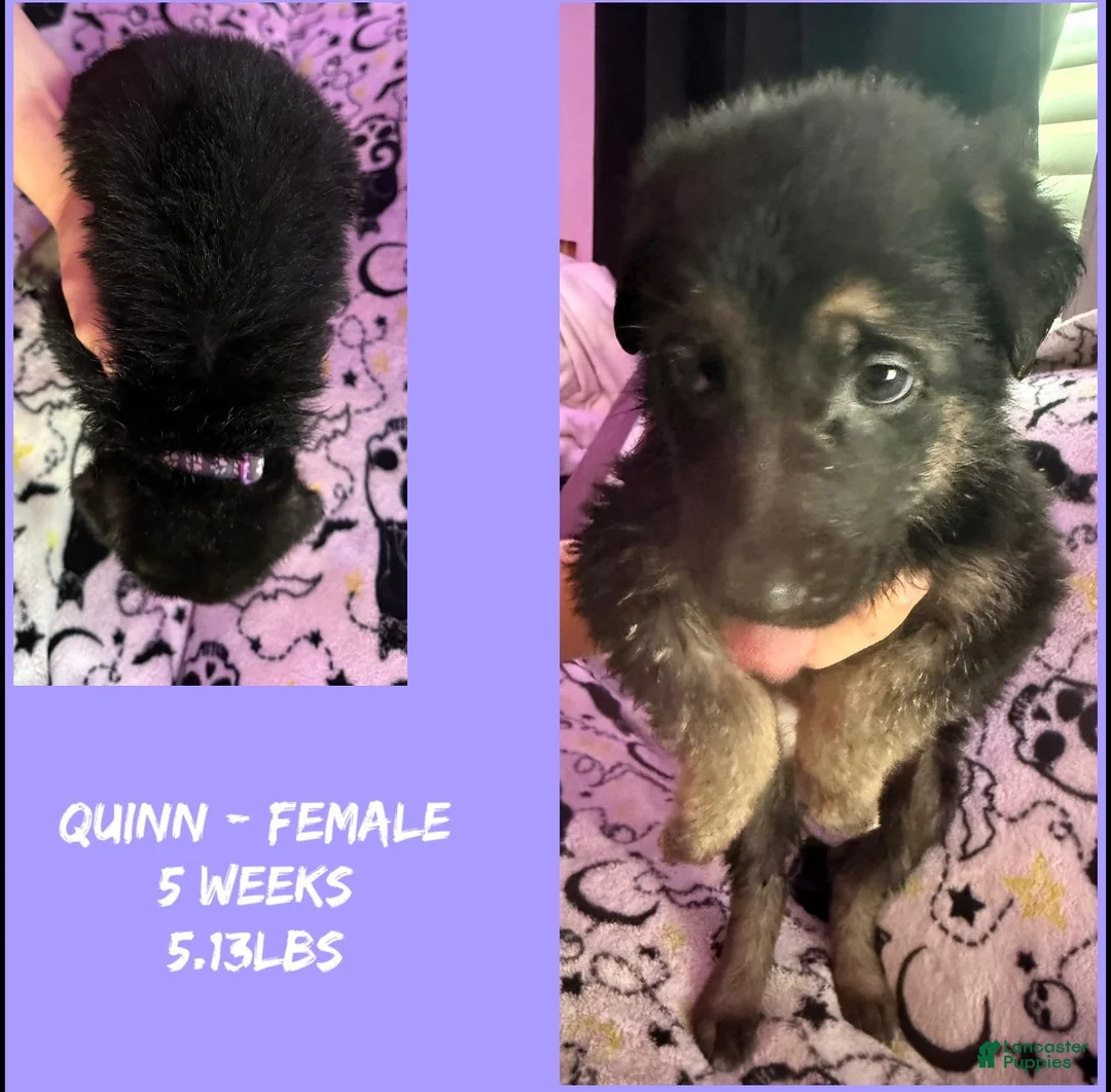 German Shepherd dogs for sale: German Shepherd 11 - Ad 1