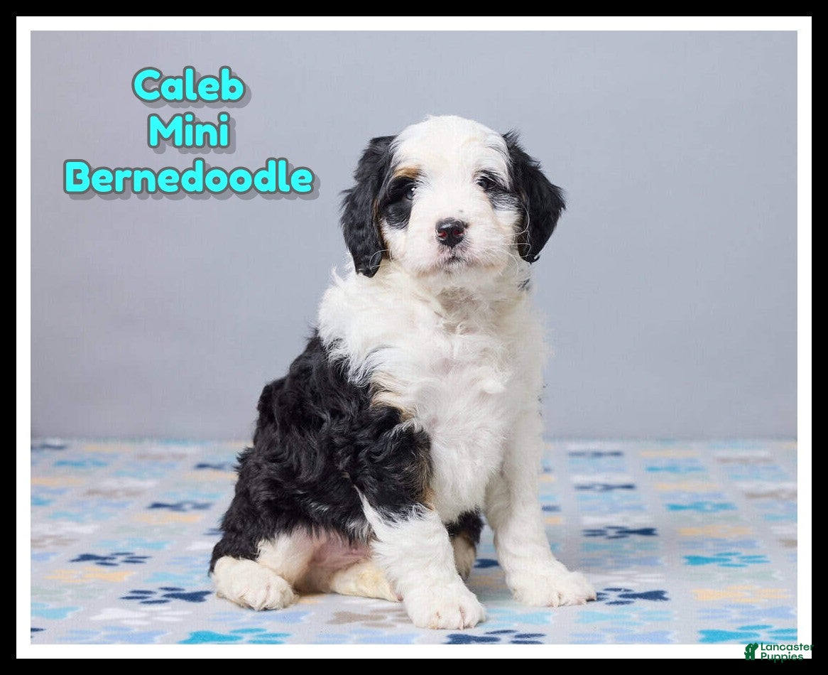 Mini Bernedoodle dogs Caleb - Ad 1