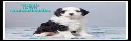 Mini Bernedoodle dogs for sale: Caleb - Ad 1