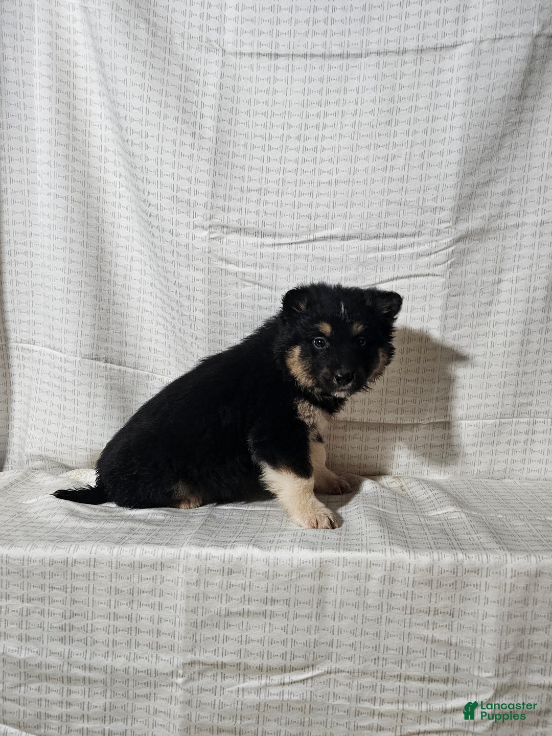 Mixed Breed dogs for sale: Charlie  - Ad 1