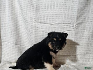 Mixed Breed dogs Charlie - Ad 10
