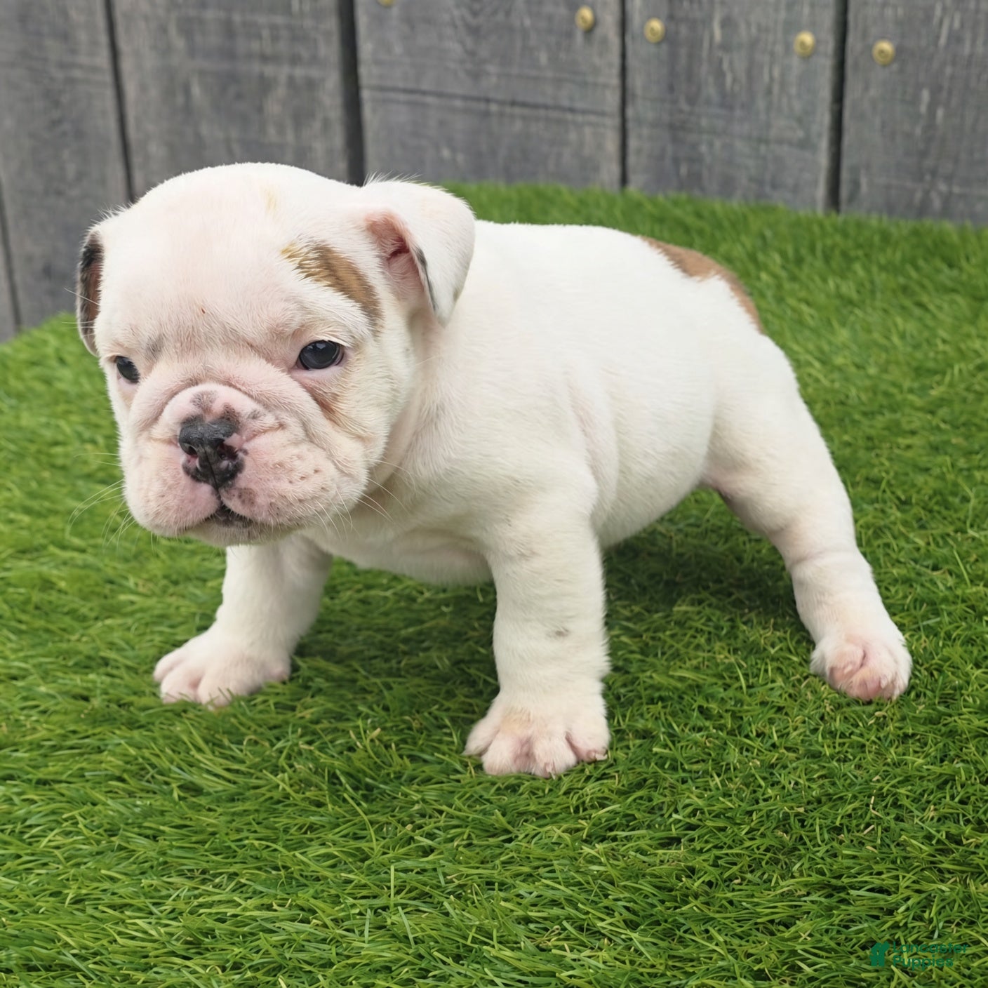 English Bulldog dogs Diesel - Ad 1