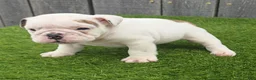 English Bulldog dogs for sale: Diesel - Ad 1