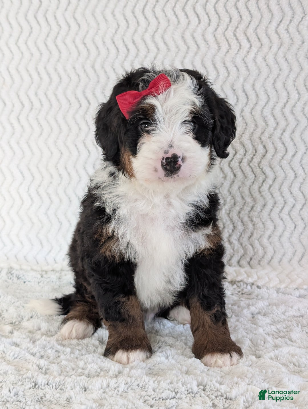Mini Bernedoodle dogs for sale: Mini Jamie  - Ad 16