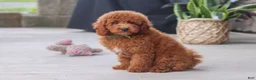 Miniature Poodle dogs for sale: Bo - Ad 7