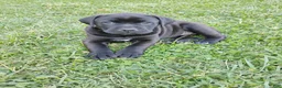 Mixed Breed dogs for sale: Anne - Ad 4