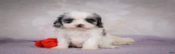 Cavapoo dogs for sale: Penny - Ad 11
