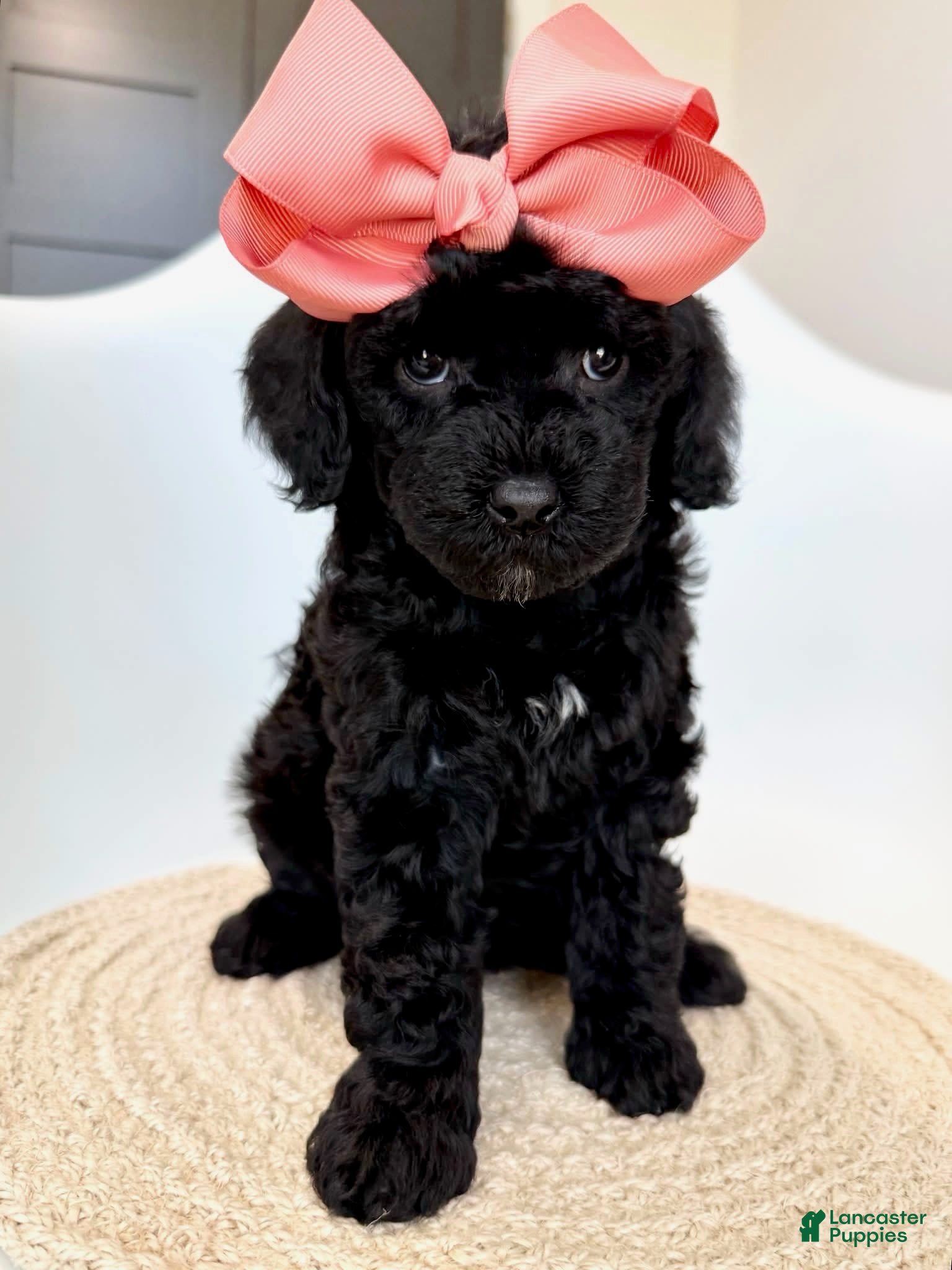 Goldendoodle dogs K Peach Girl - Ad 1