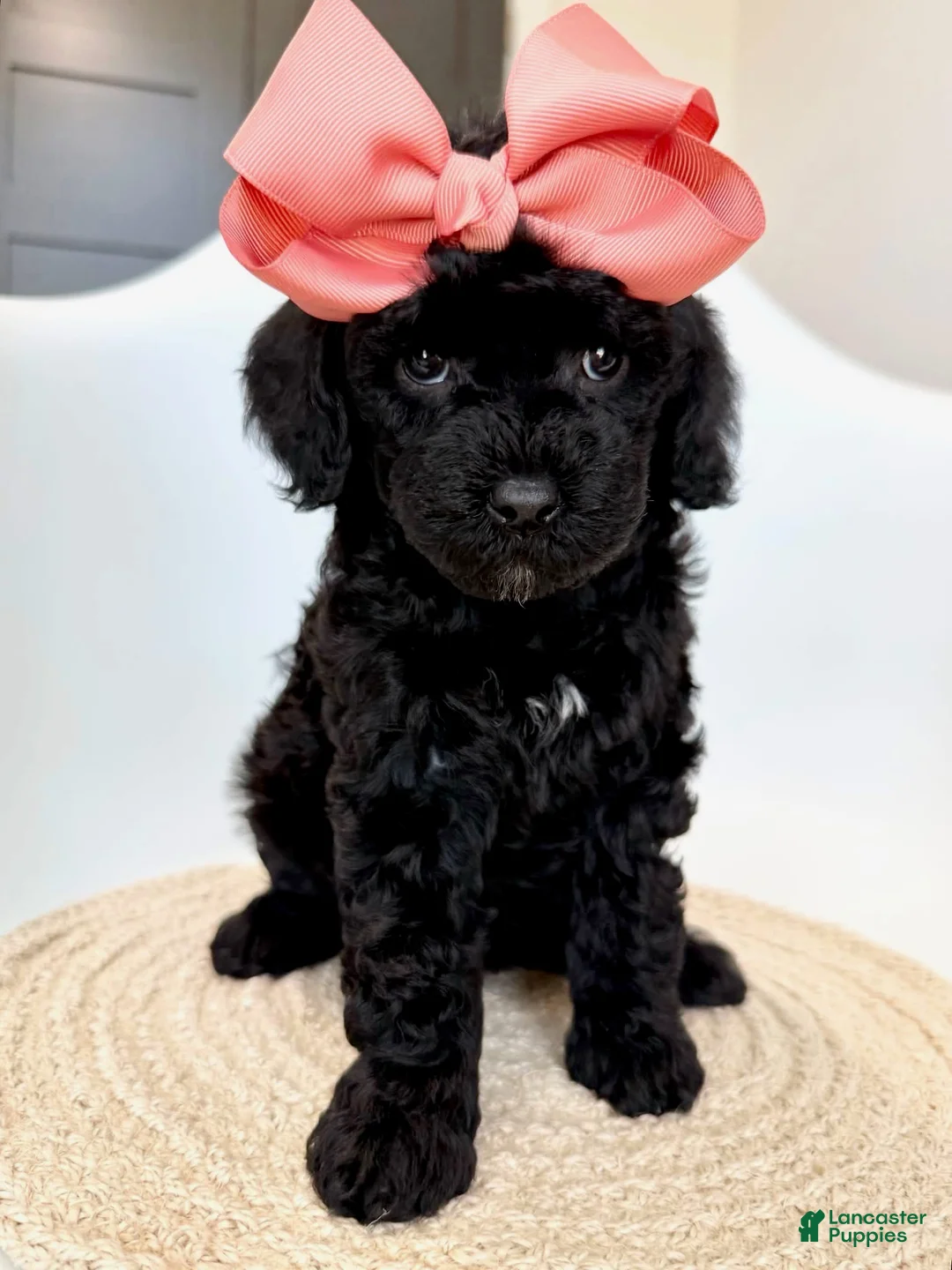 Goldendoodle dogs for sale: K Peach Girl - Ad 1