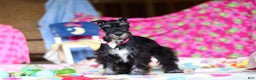 Miniature Schnauzer dogs for sale: Piper - Ad 4
