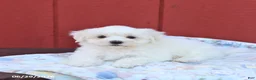 Maltese dogs for sale: Ned - Ad 3