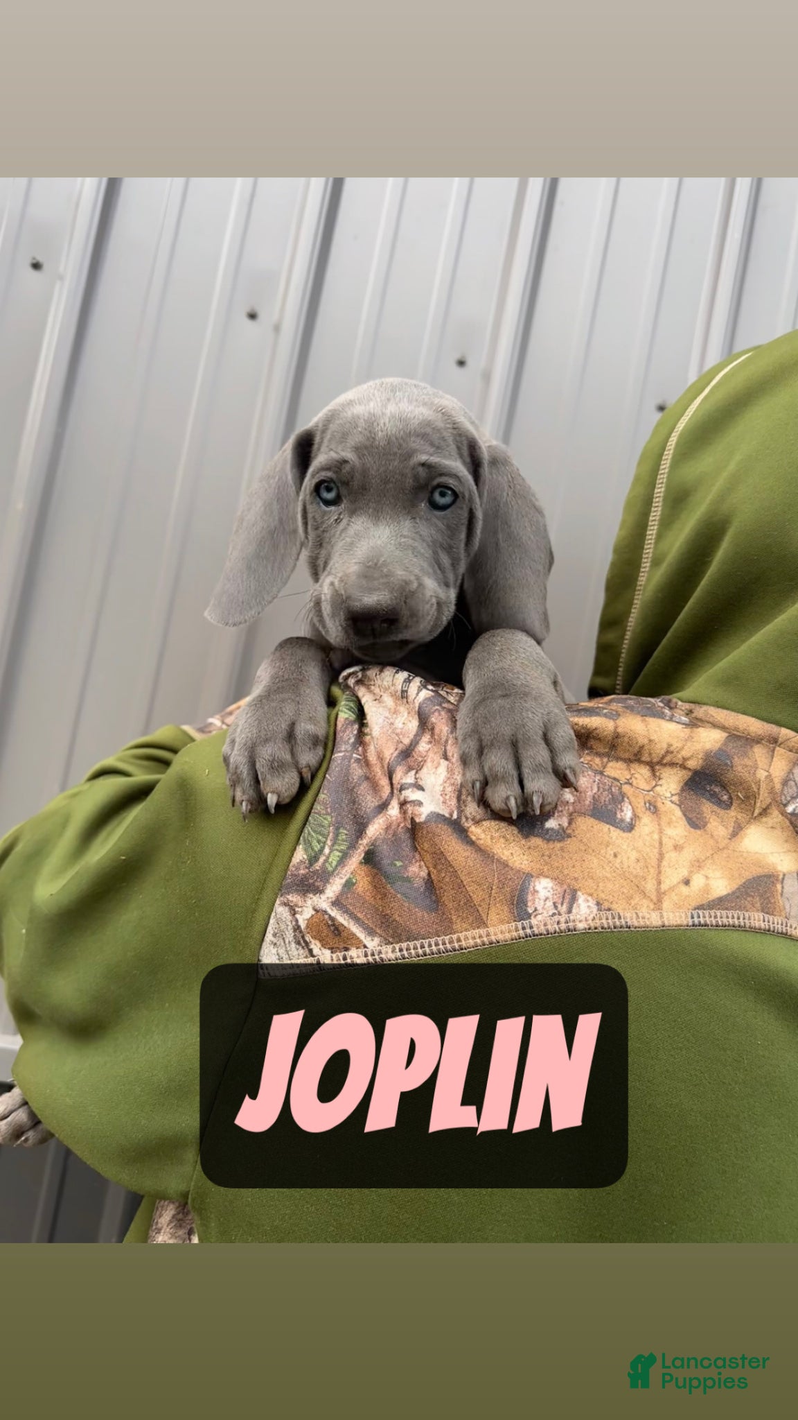 Weimaraner dogs Joplin - Ad 1