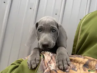 Weimaraner dogs for sale: Joplin - Ad 1