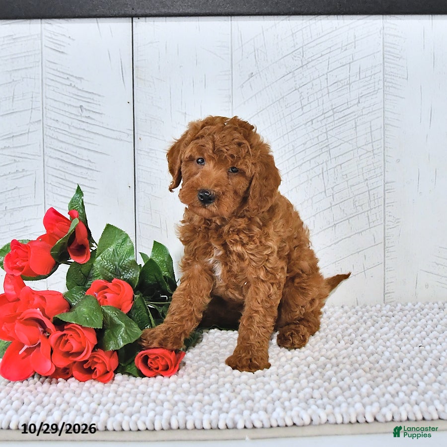 Mini Goldendoodle dogs for sale: Cinnamon - Ad 2