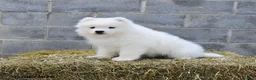 Samoyed dogs for sale: Storm   - Ad 3