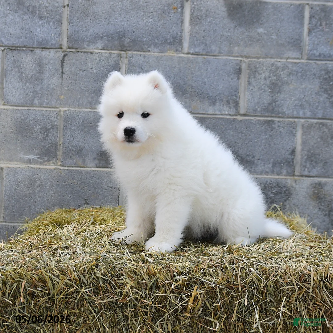 Samoyed dogs for sale: Storm   - Ad 3