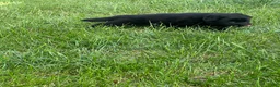 German Shepherd dogs for sale: German Shepherd Puppy 1 - Ad 7