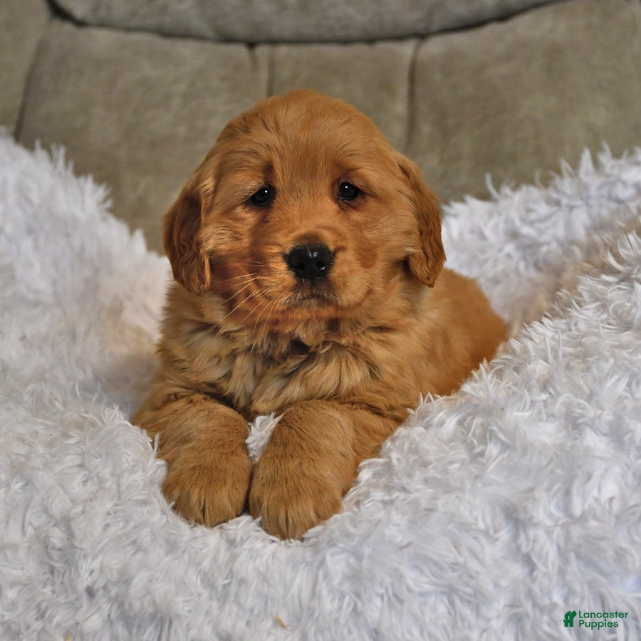 Golden Retriever dogs Darling Ellie - Ad 32