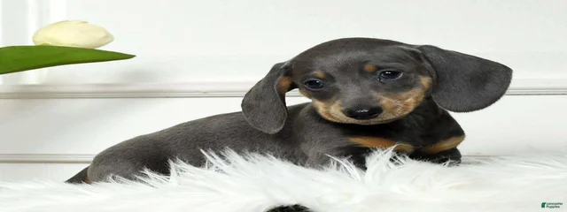 Skip