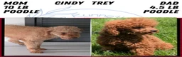 Toy Poodle dogs for sale: Lando - Ad 10
