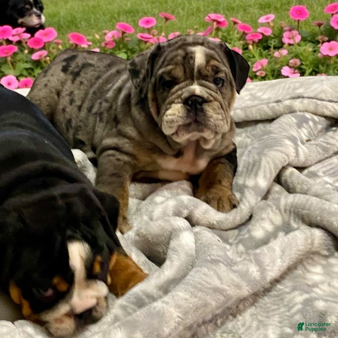 English Bulldog dogs for sale: Lilly - Ad 2