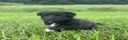 Mixed Breed dogs for sale: Jessie - Ad 4