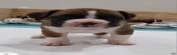 Boxer dogs for sale: DAYELA - Ad 1