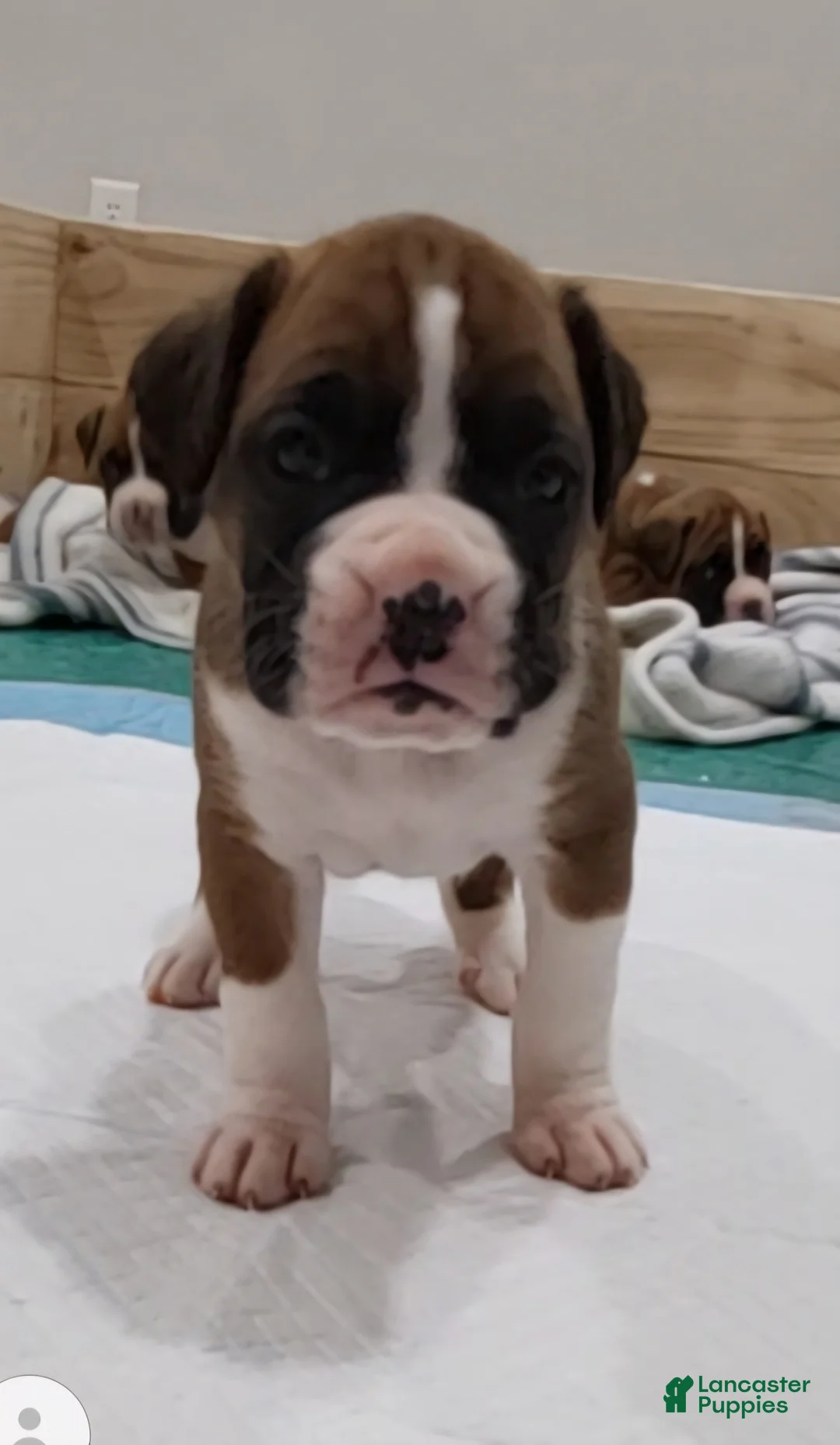 Boxer dogs for sale: DAYELA - Ad 1
