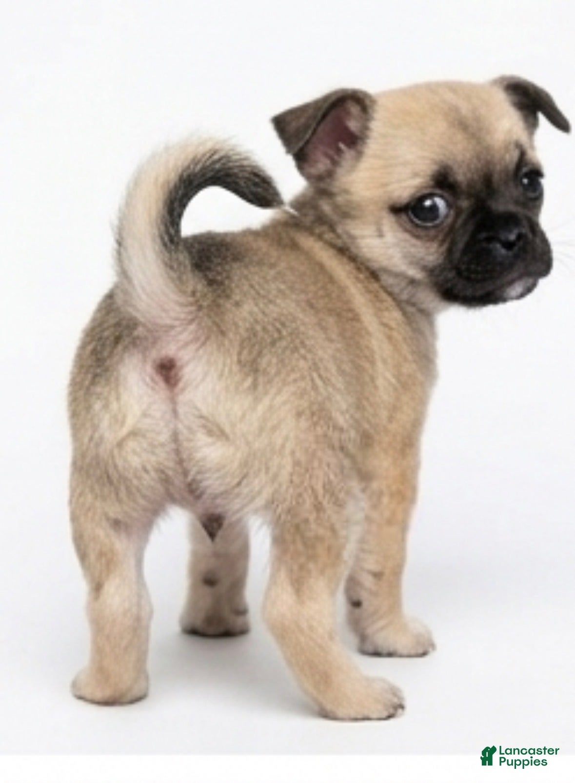 Mixed Breed dogs Mixed Breed 2 - Ad 40