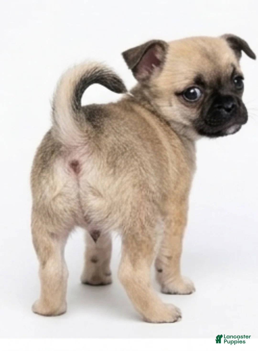 Mixed Breed dogs for sale: Mixed Breed 2 - Ad 1