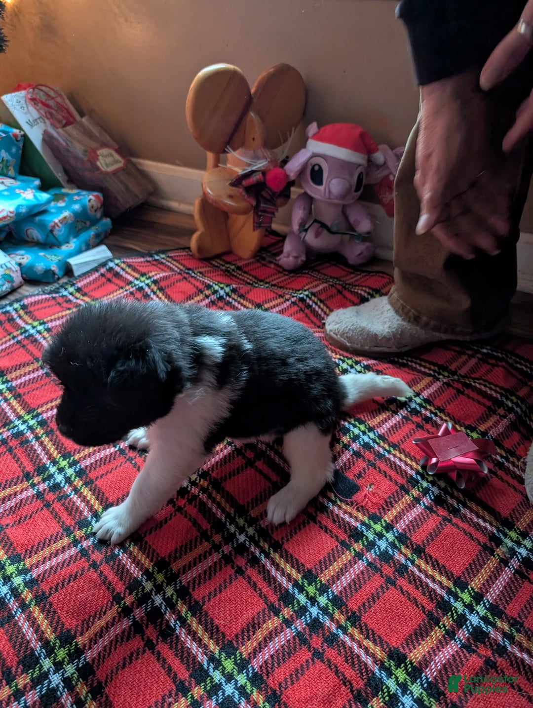 Akita dogs for sale: Akita Puppy 6 - Ad 1