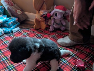 Akita dogs Akita Puppy 6 - Ad 22