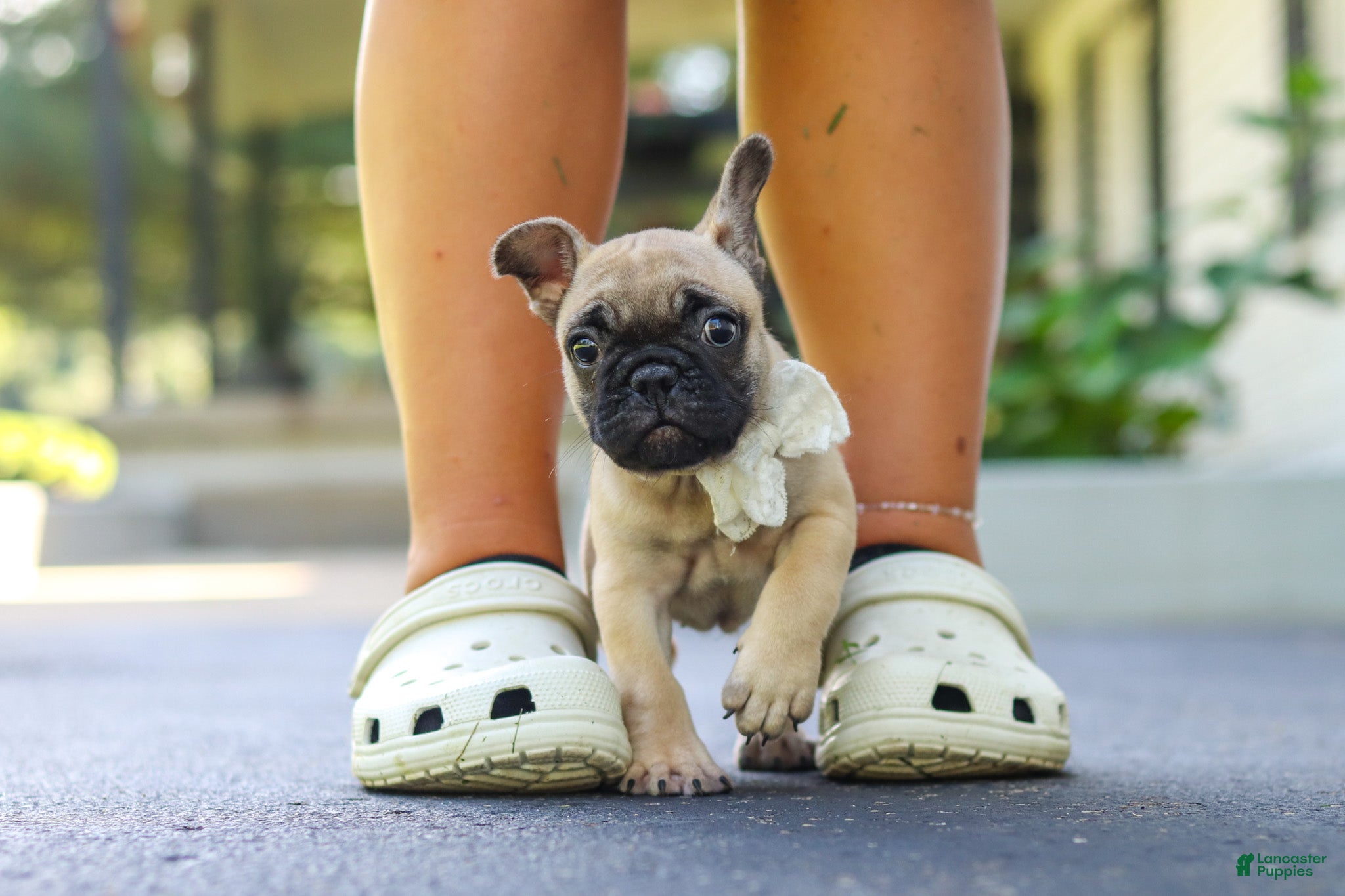 French Bulldog dogs Callie - Ad 1