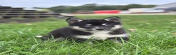 Pomsky dogs for sale: Esther - Ad 3