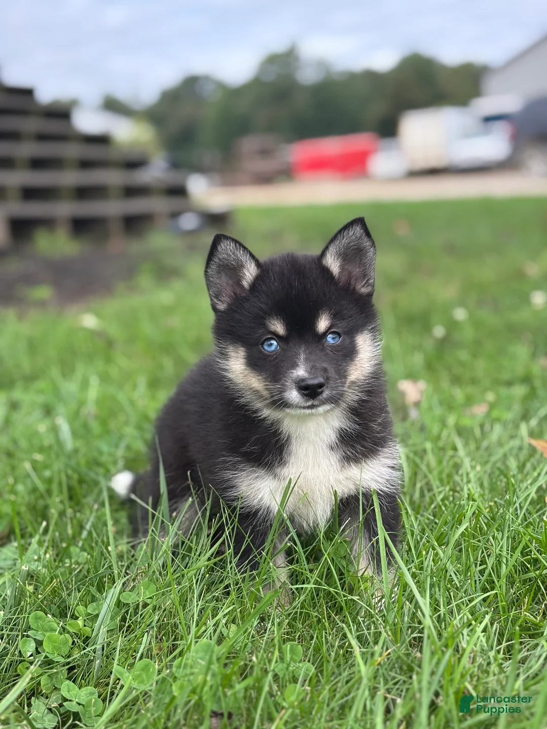 Pomsky dogs for sale: Esther - Ad 3