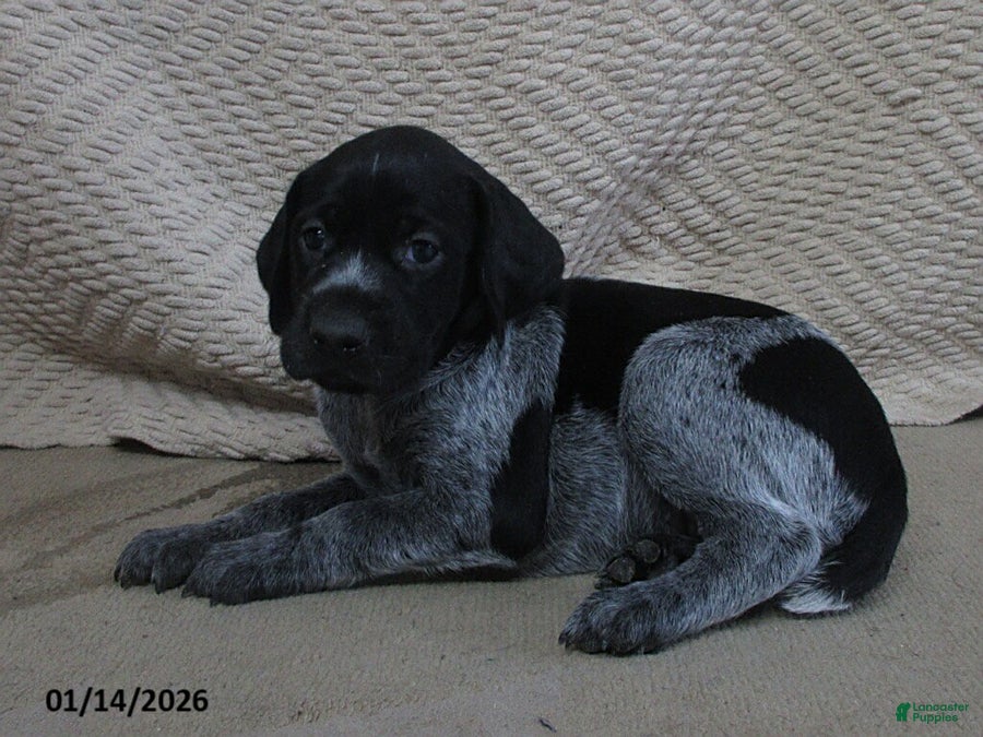 German Shorthaired Pointer dogs Patricia - Ad 2
