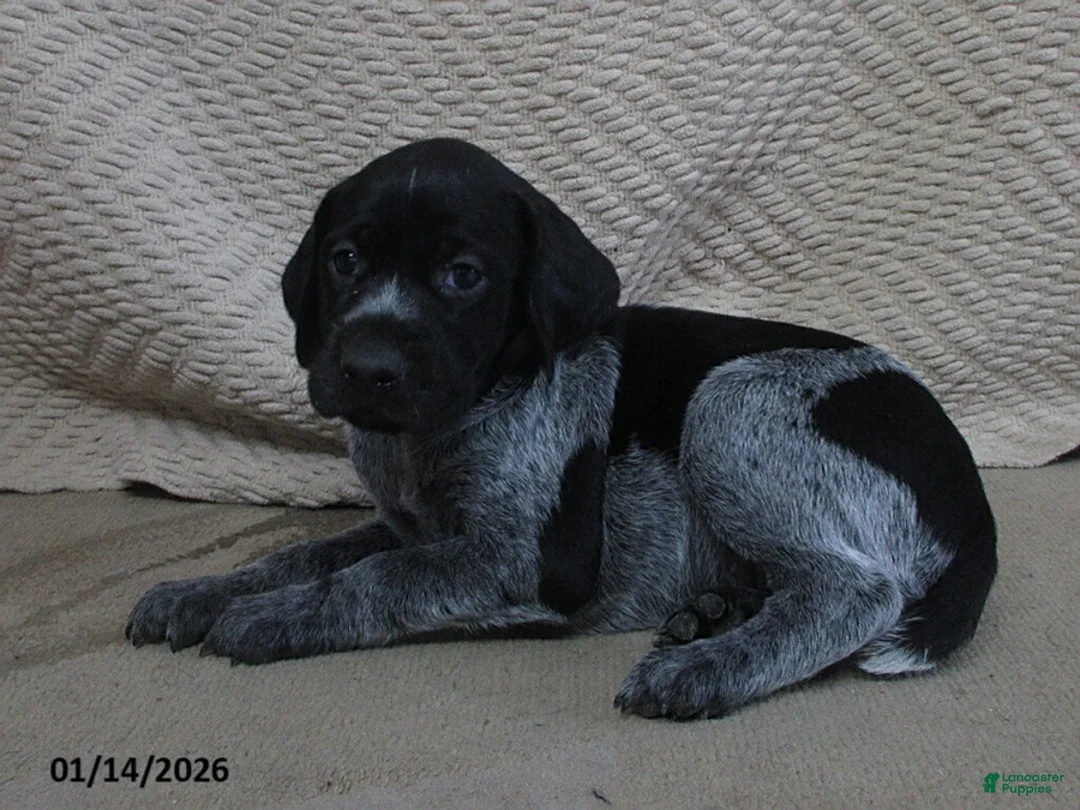 German Shorthaired Pointer dogs for sale: Patricia - Ad 2