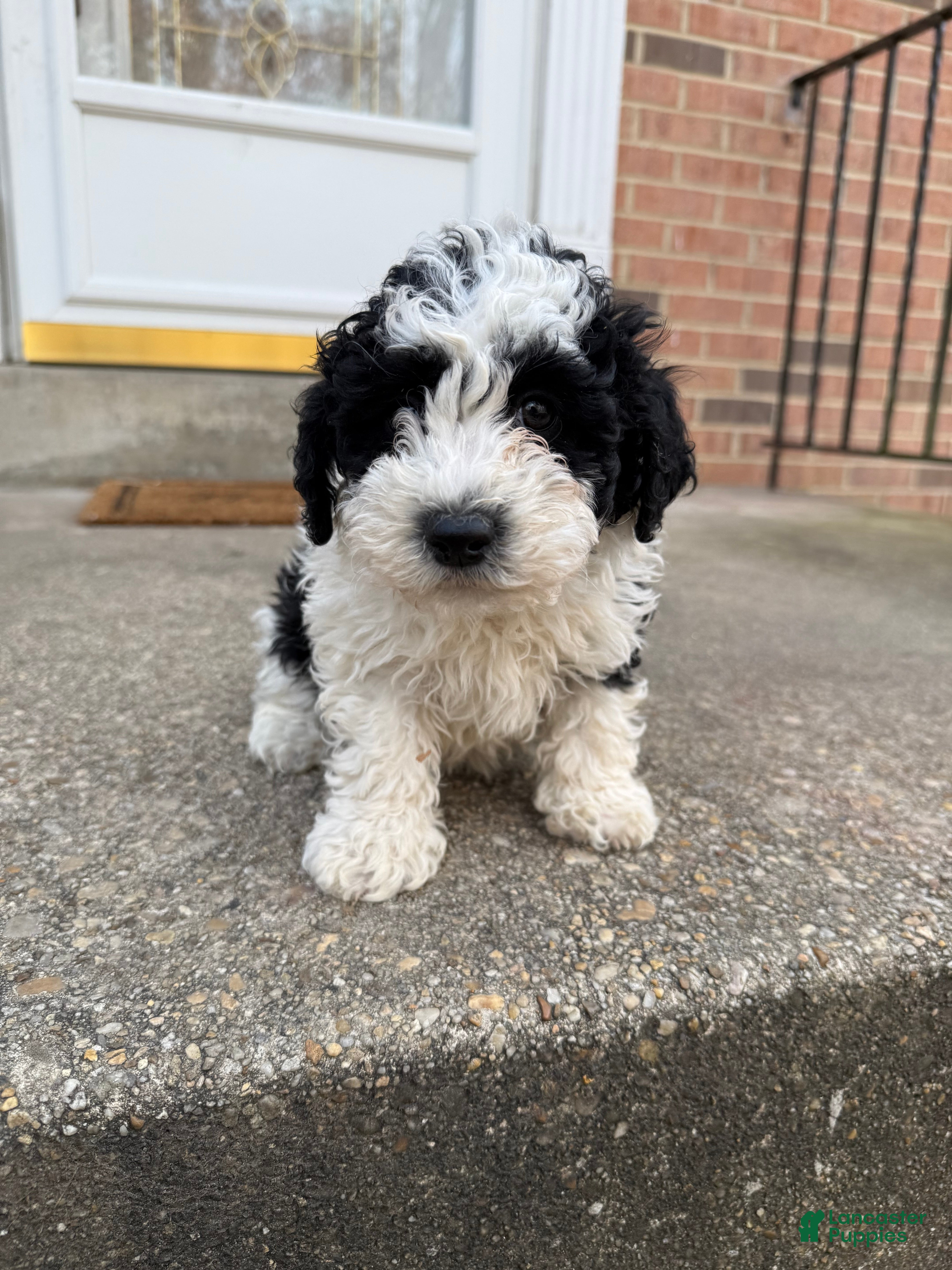 Miniature Poodle dogs Miniature Poodle Puppy 1 - Ad 22