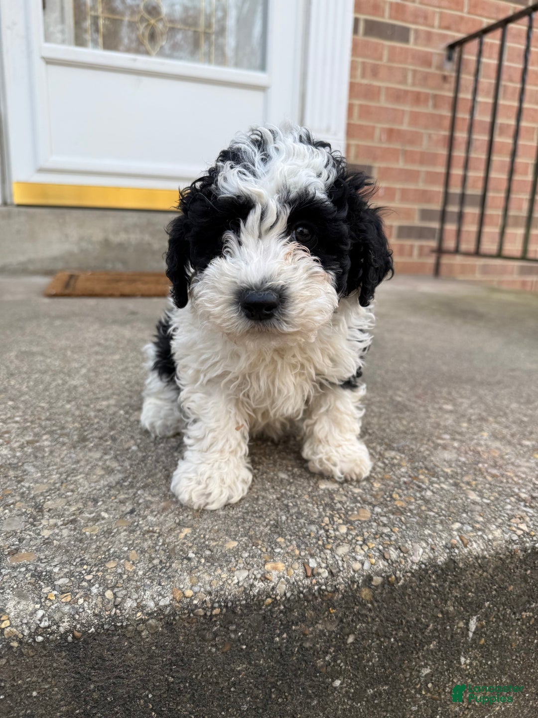 Miniature Poodle dogs for sale: Miniature Poodle Puppy 1 - Ad 1