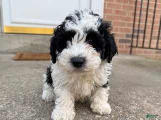 Miniature Poodle dogs Miniature Poodle Puppy 1 - Ad 28