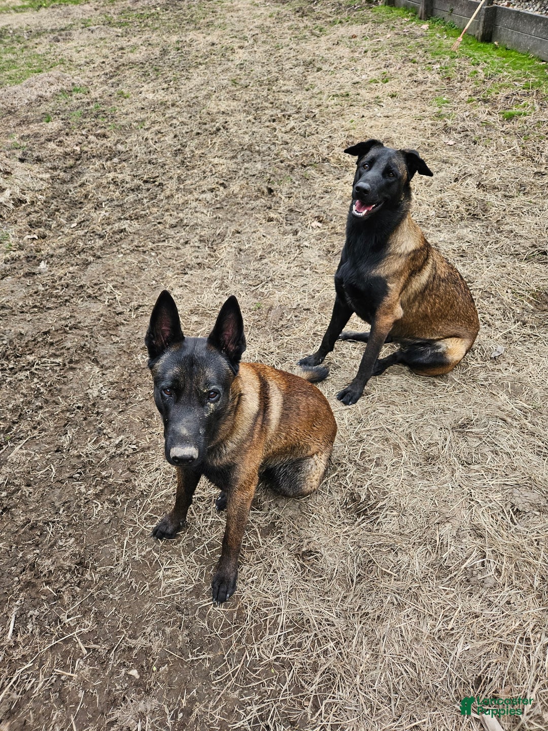 Belgian Malinois dogs for sale: Light Blue - Ad 17